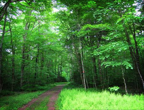 Adirondack Forest Communities:  Deciduous trees on the Jenkins Mountain Trail at the Paul Smiths VIC